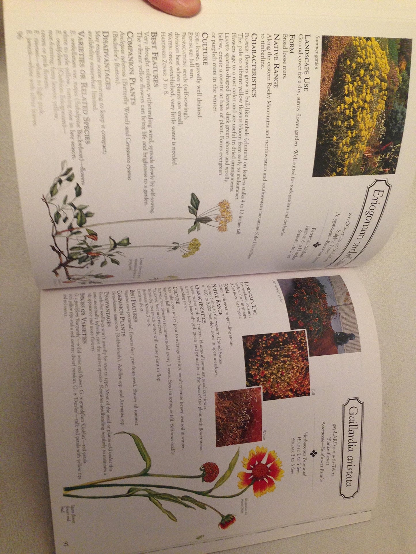 Grow Your Own in Pots by Maguire, Kay