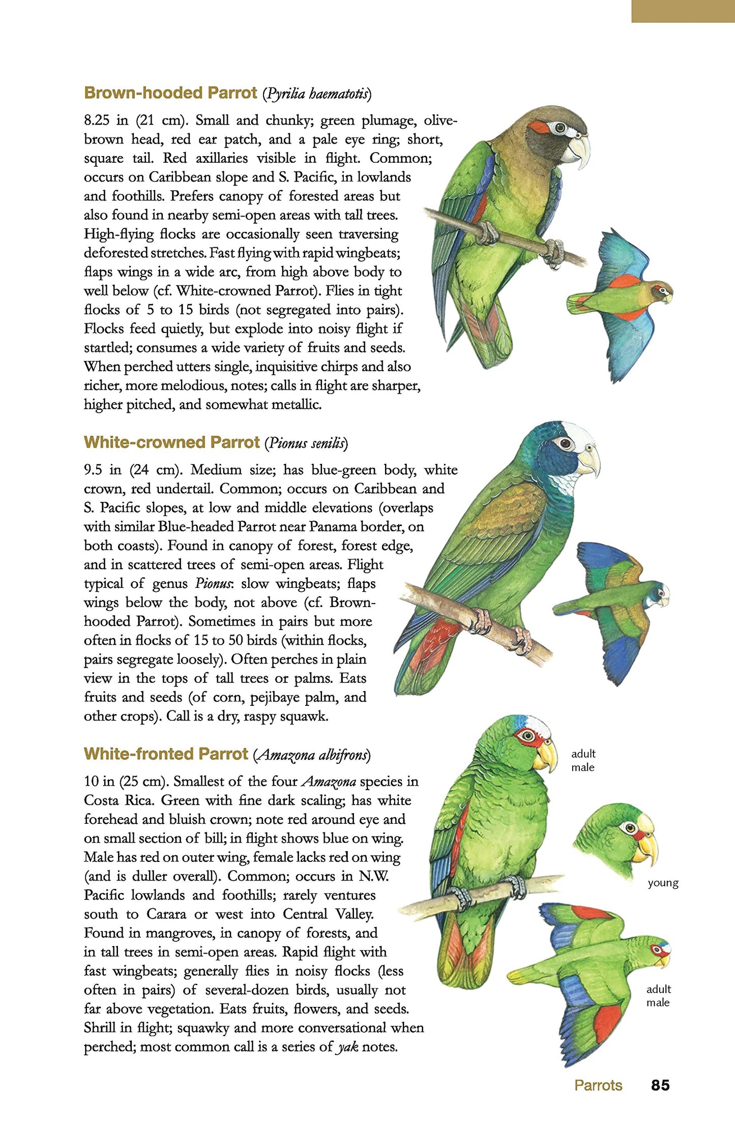 The Wildlife of Costa Rica: A Field Guide (Zona Tropical Pub