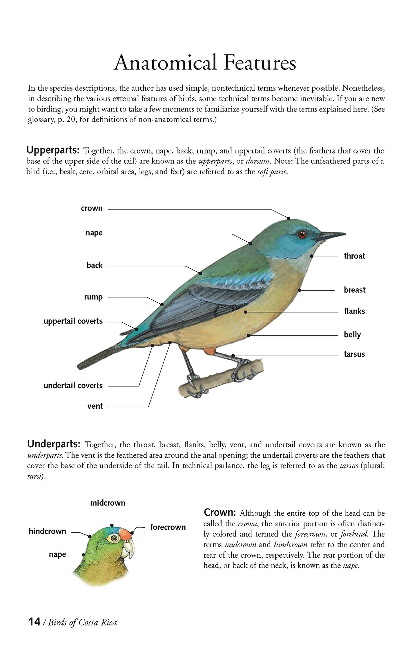 The Birds of Costa Rica: A Field Guide (Zona Tropical Publications)