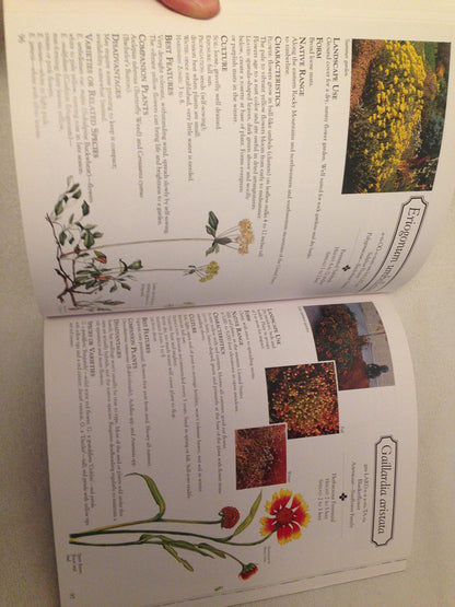 Grow Your Own in Pots by Maguire, Kay