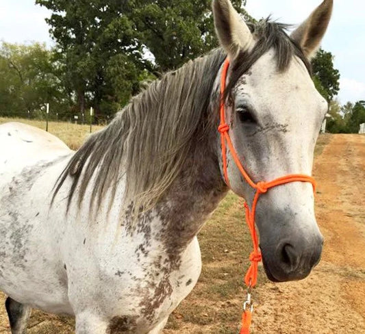 Tied Cord Halter