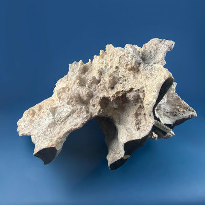Imitation Coral Sculpture for Coastal Themed Home Rock Garden Aquarium. Vacation Property Tropical Display. Gift for Dad, Fisherman.